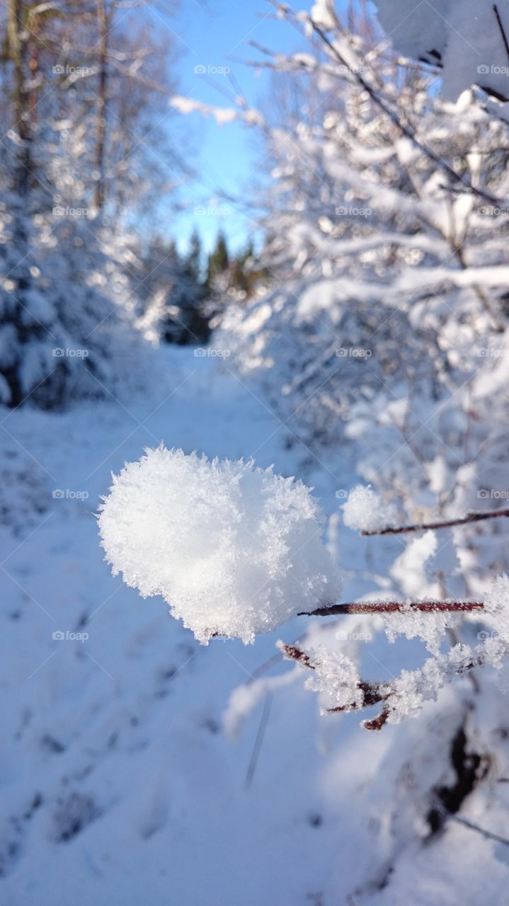 Winter in the forest