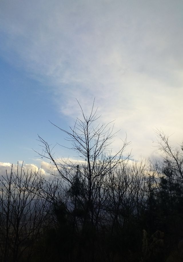 enjoy moments lovely trees