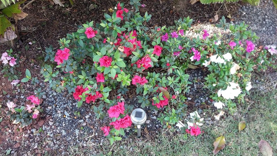 Flores cor de rosa  no jardim