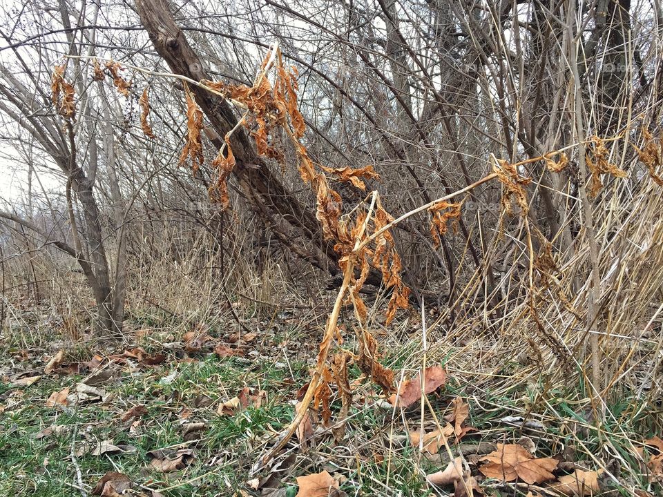 Winter in the forest