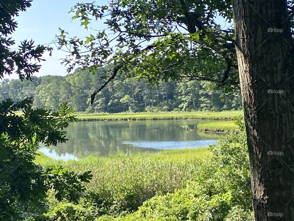 Marsh off Cape Cod rail trail