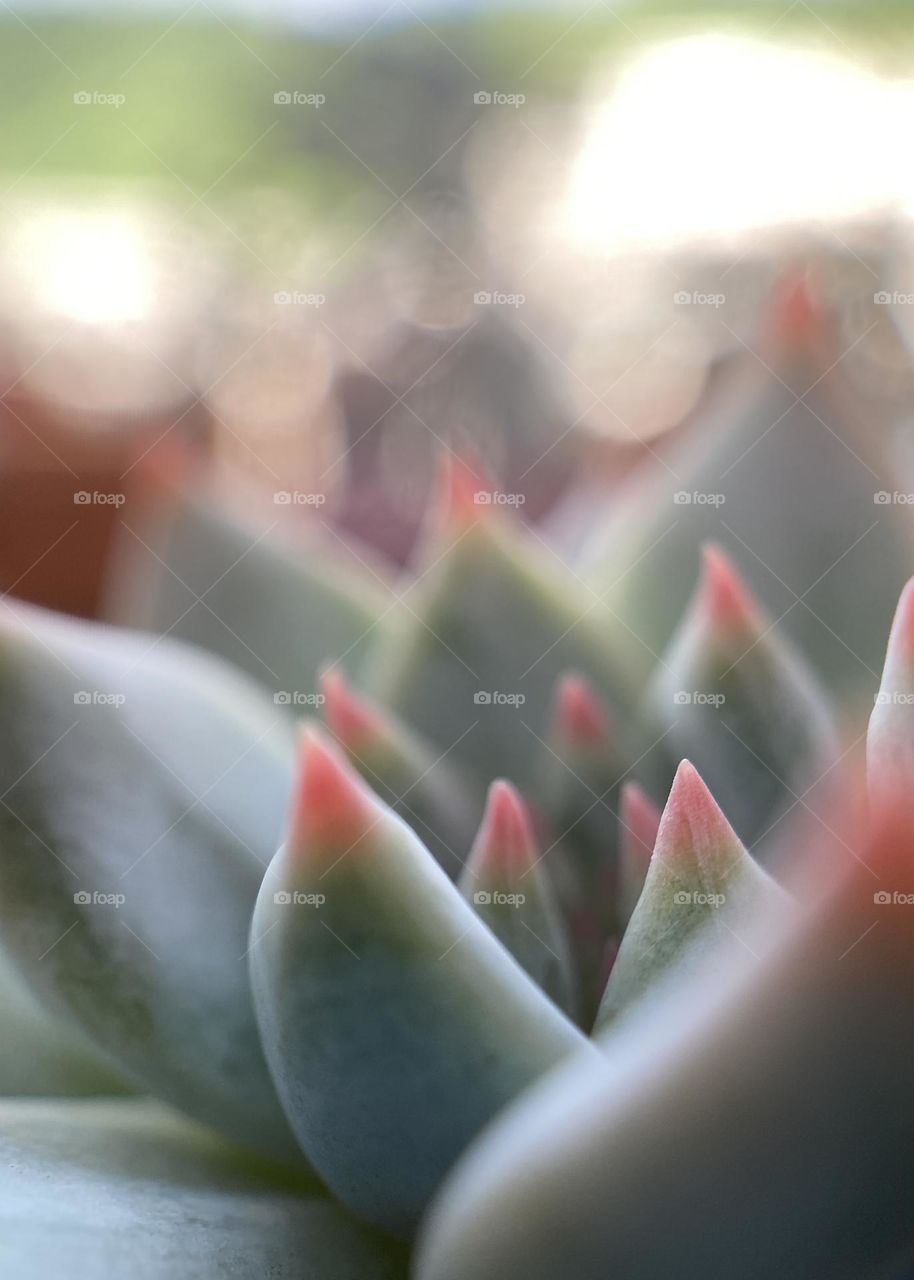 Natural backgrounds, copy space and bokeh, beautiful succulent 