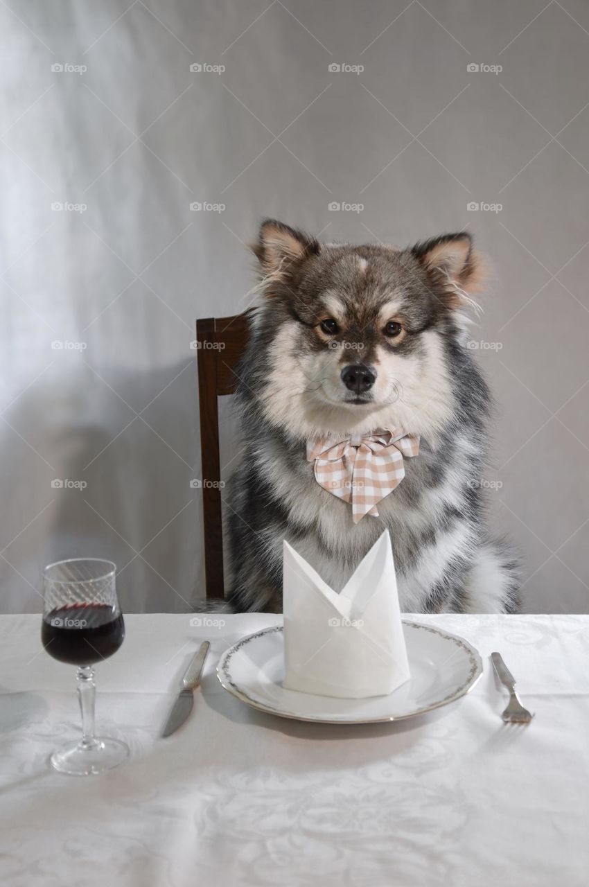 Dog ready for fancy dinner