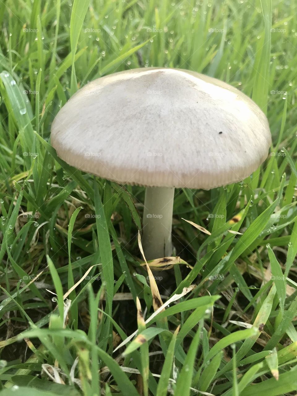 Mushroom, Fungus 