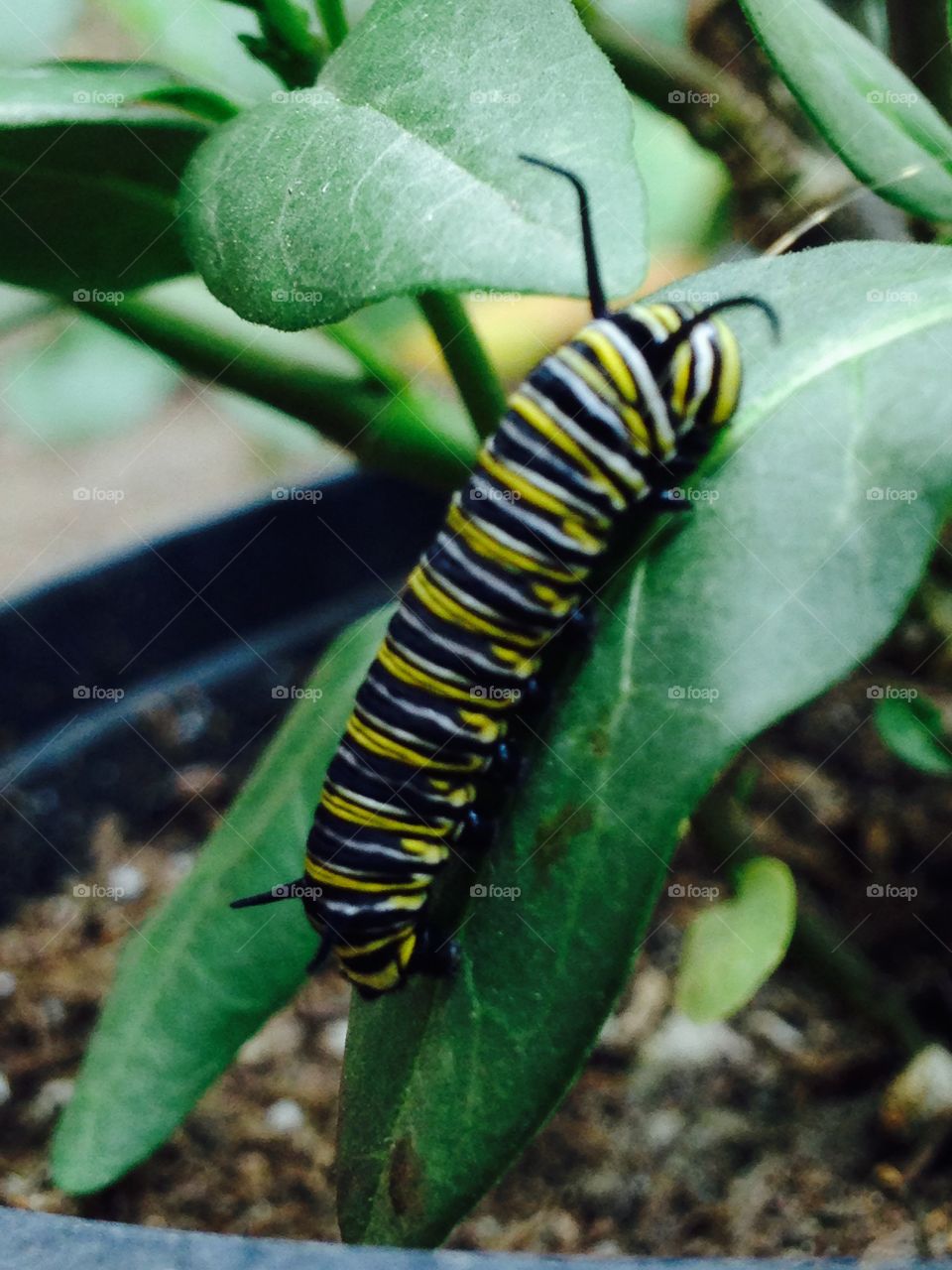 Caterpillar, garden, milkweed