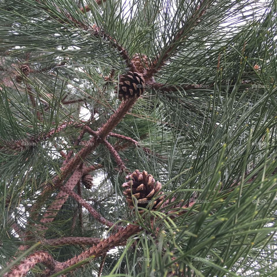 Pine  cones