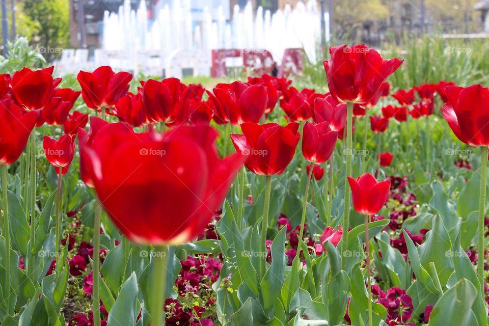 A field of red tulips in the town square next to the fountain.  Springtime