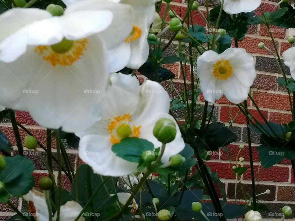 white flowers against a red brick wall