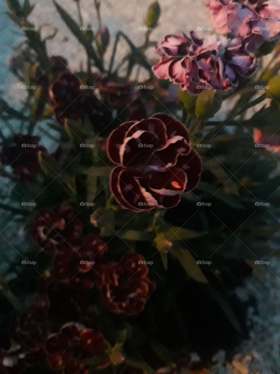 different flower