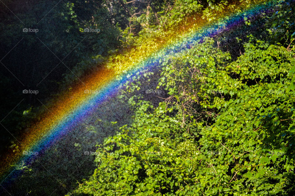 Rainbow over a wooded area