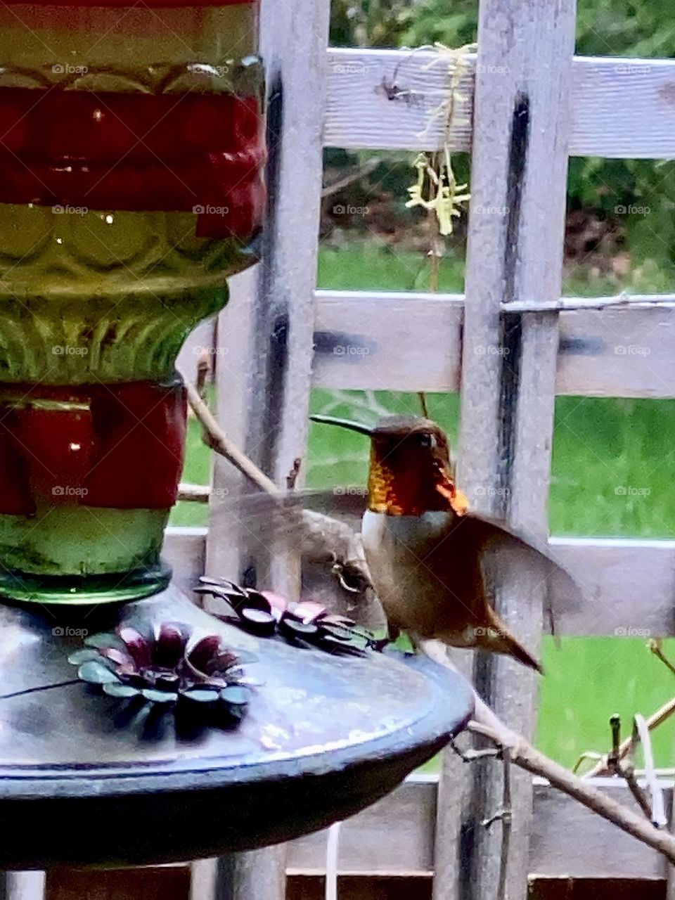 Hummingbird feeder 