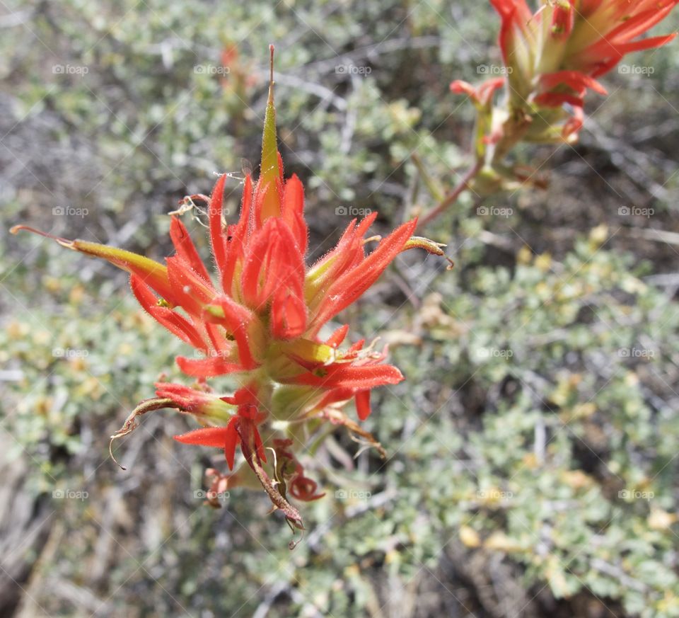 A detailed closeup of the bright red petals of wild Indian Paintbrush high in the mountains of Central Oregon on a sunny summer morning. 