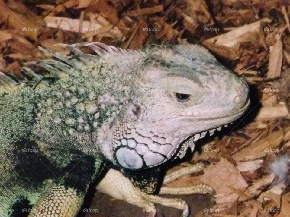Closeup of a lizard