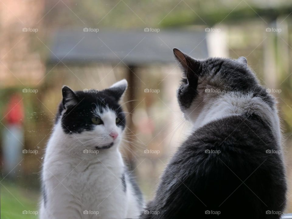 Two cats staring at each other through a window