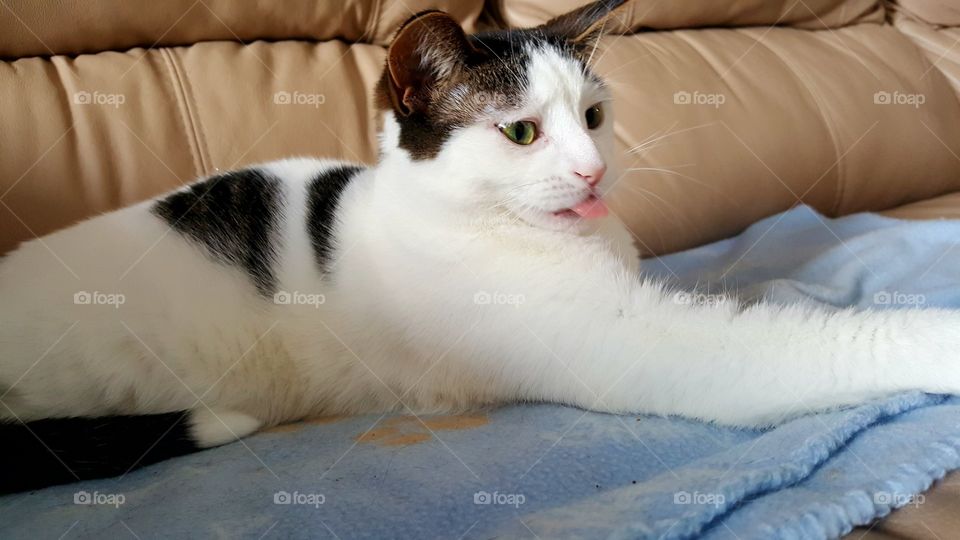 Kitty Baby and her attitude!