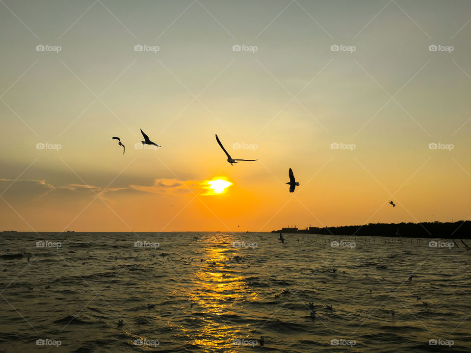 Silhouette of birds flying during sunset