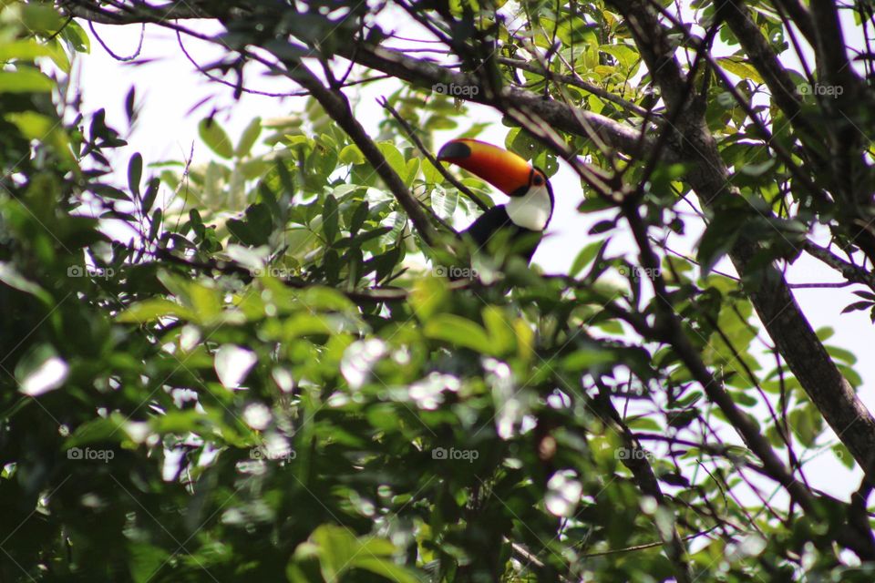 Toco toucan in the tree.