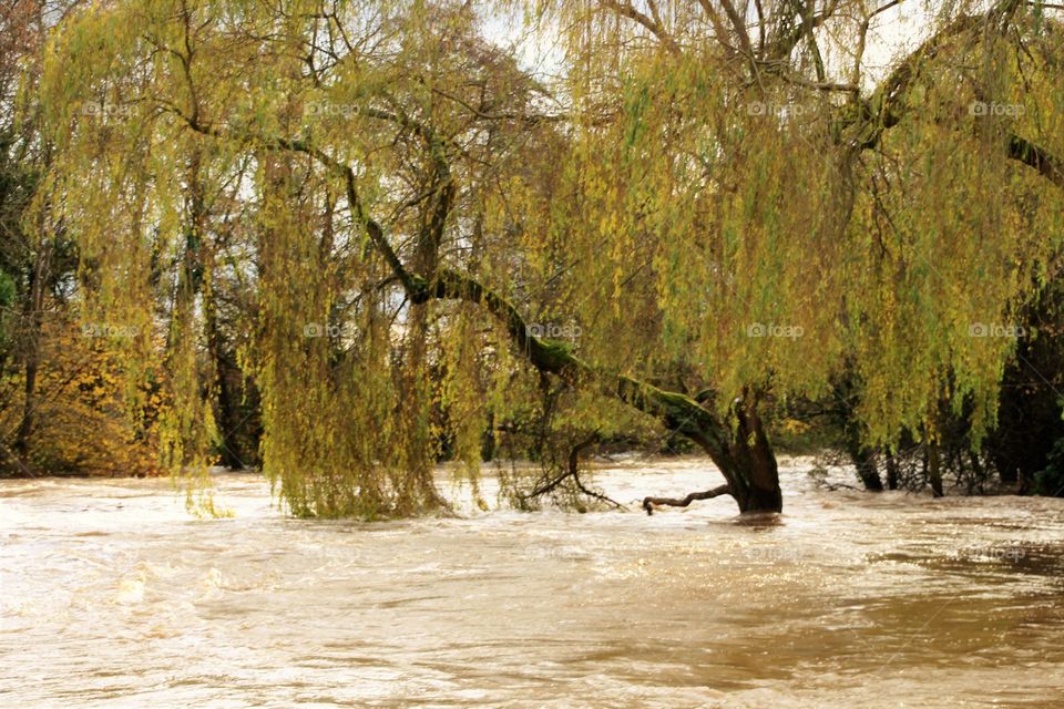 The flooded River Exe