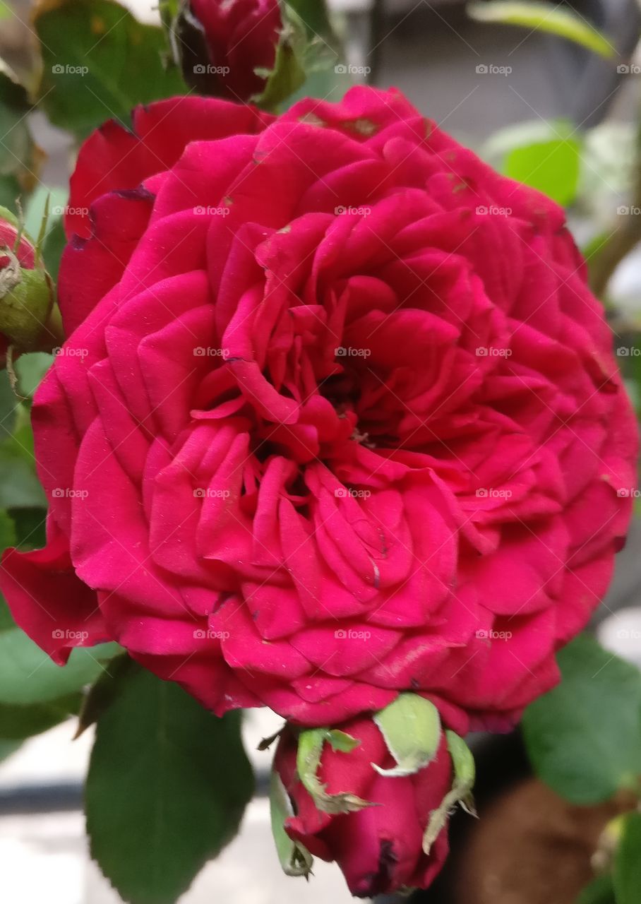 Red rose with beautiful petals, textures and so lovely colors