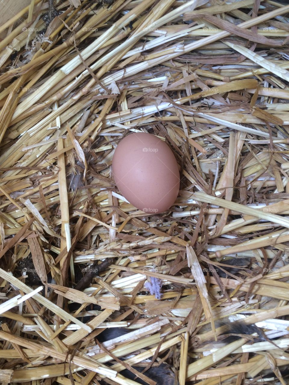 Egg