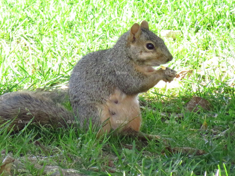 mo. squirrel