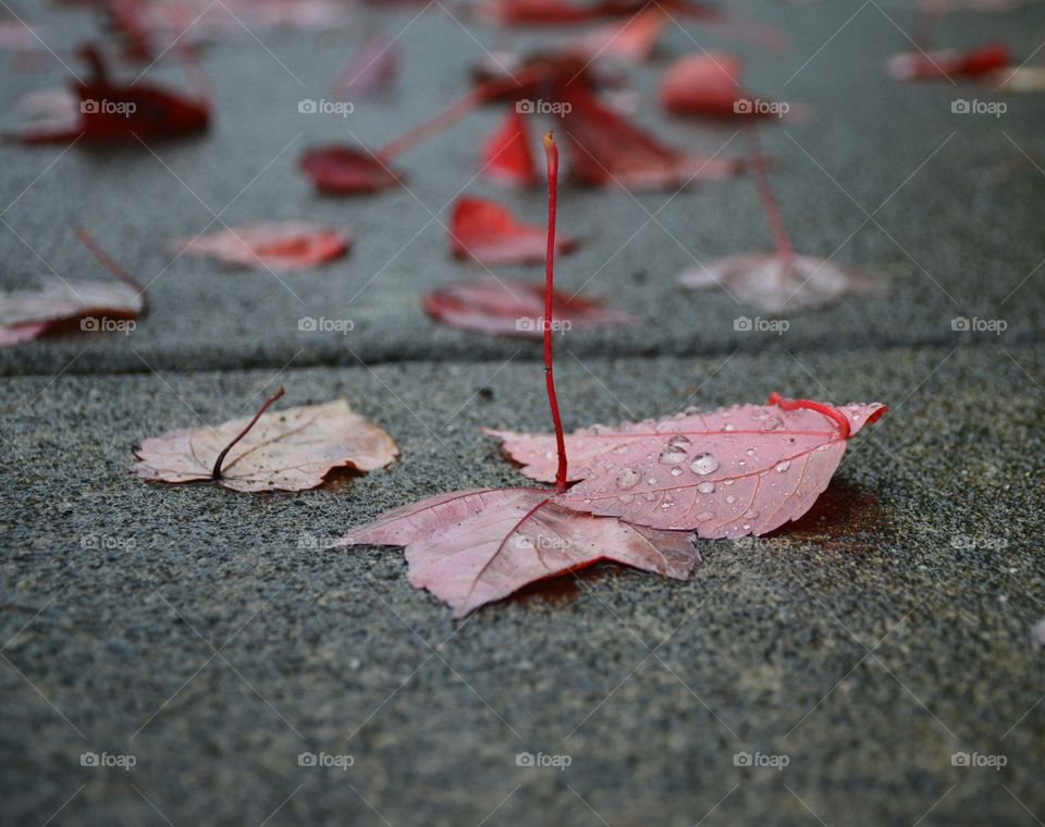Water drops on autumn leafs