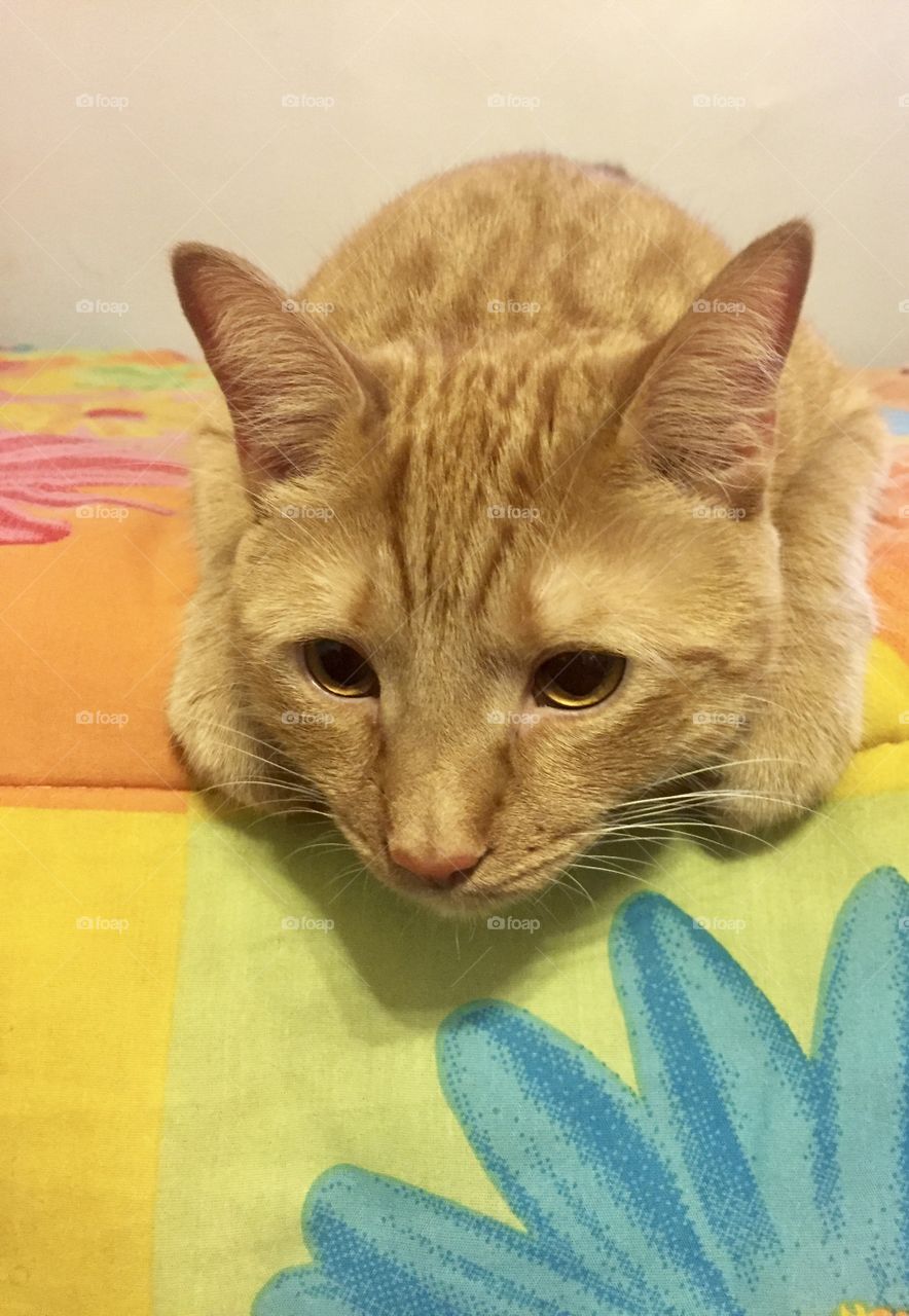 Orange tabby cat
