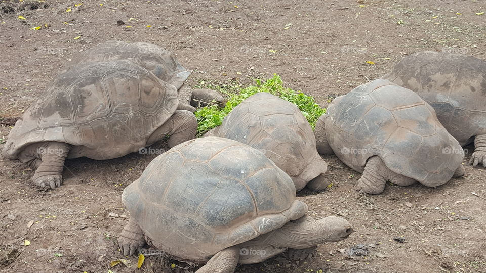 Mauritius Turtles