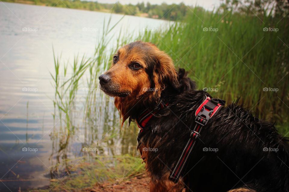 dog in the nature