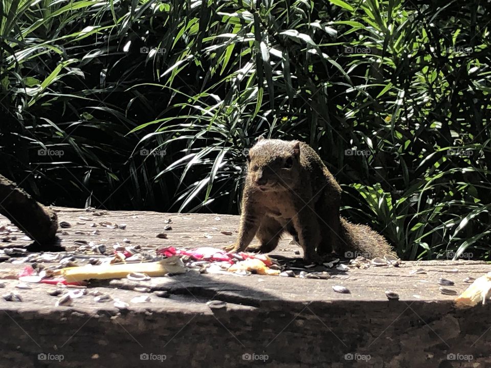 A shocked squirrel 🐿️