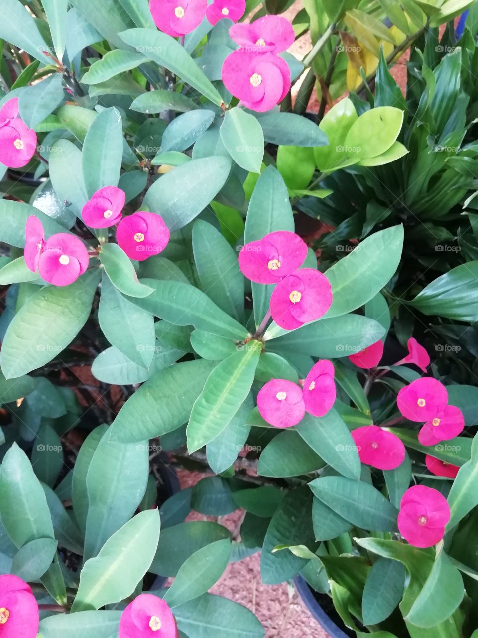 Village flower exhibition. Prettyness all-over