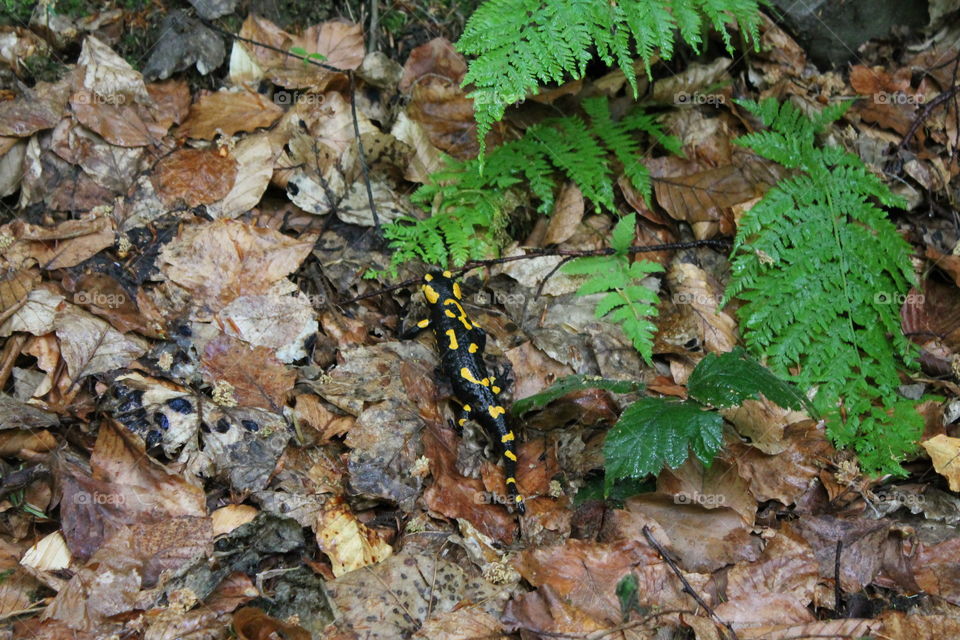 Zoo. Animal. Salamandra. Yellow