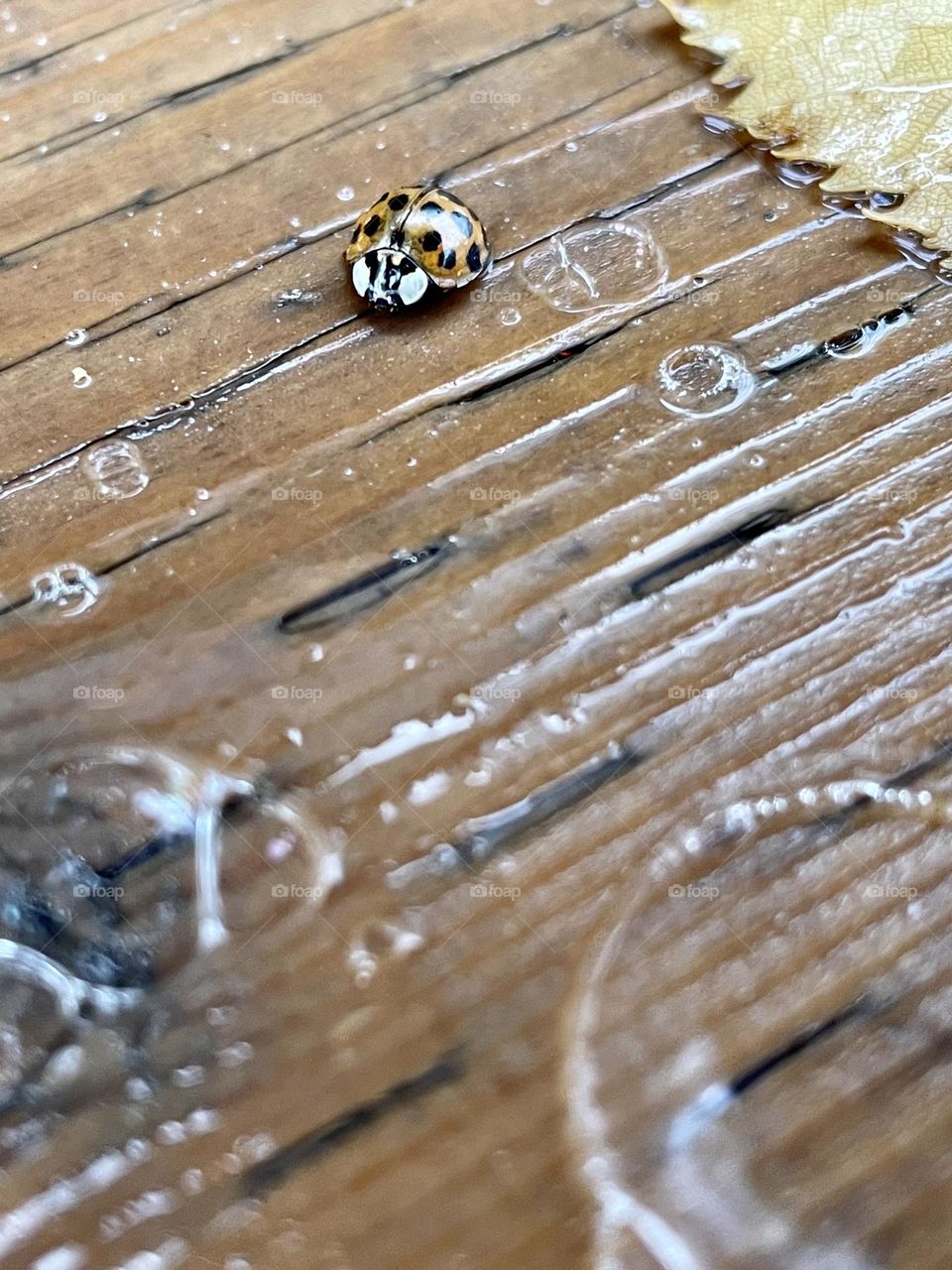 It's raining on the ladybug…