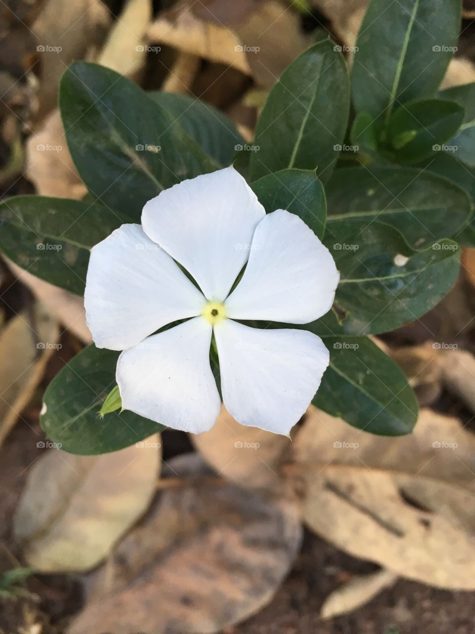 🌹 🇺🇸 Very beautiful flowers to brighten our day.  Live nature and its beauty. Did you like the delicate petals? / 🇧🇷 Flores muito bonitas para alegrar nosso dia. Viva a natureza e sua beleza. Gostaram das pétalas delicadas?