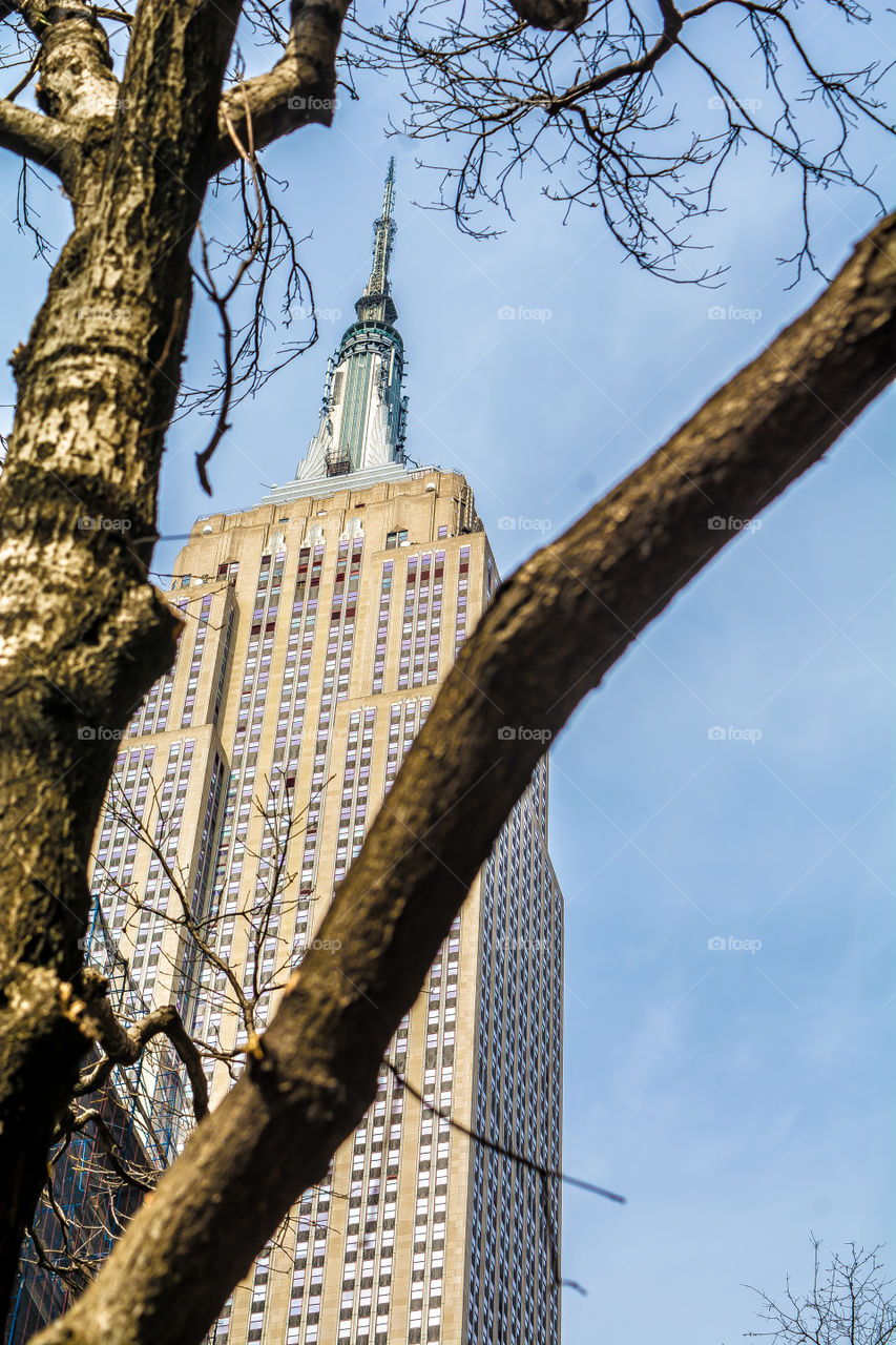 Empire State Building Tree