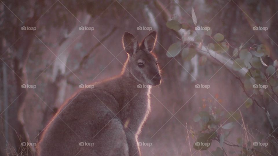Kangaroo at sunset in Australia’s Capital.