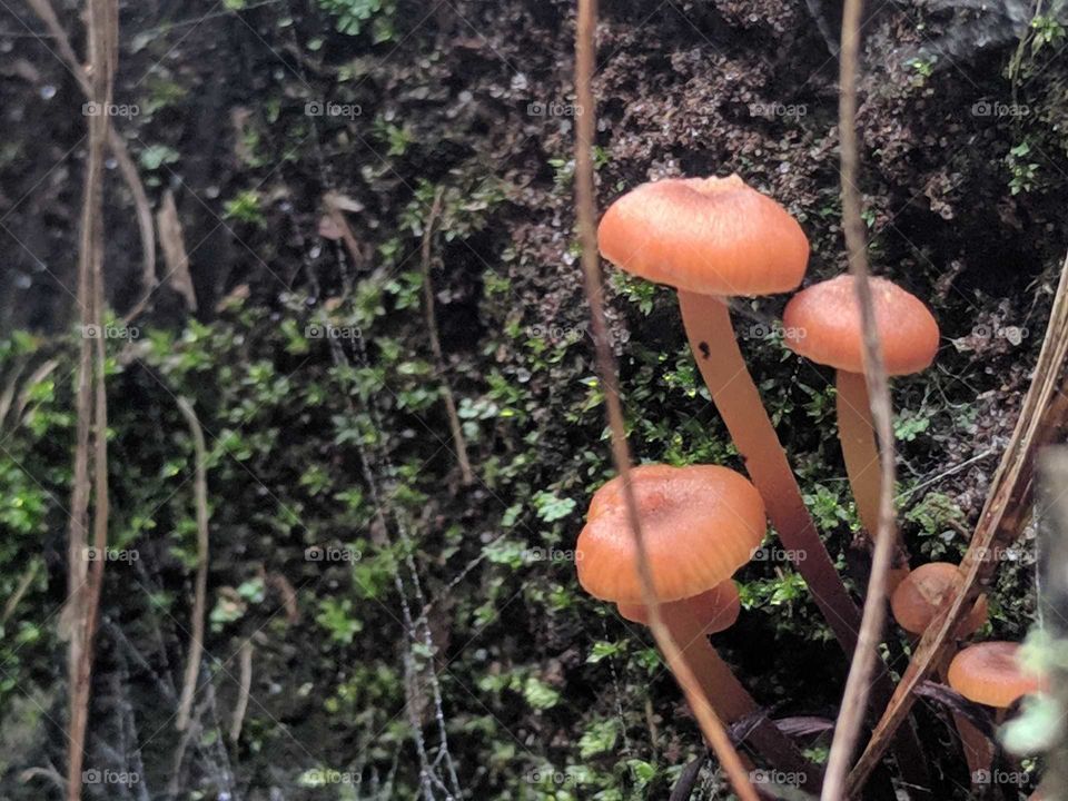 Mushrooms