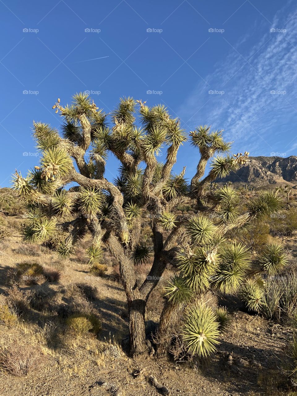 Gorgeous tall and green Joshua tree found when exploring Nevada terrain with our Polaris General. 