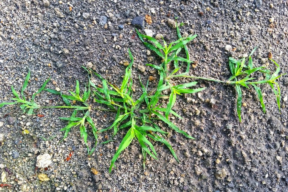 Grass on sands after rain