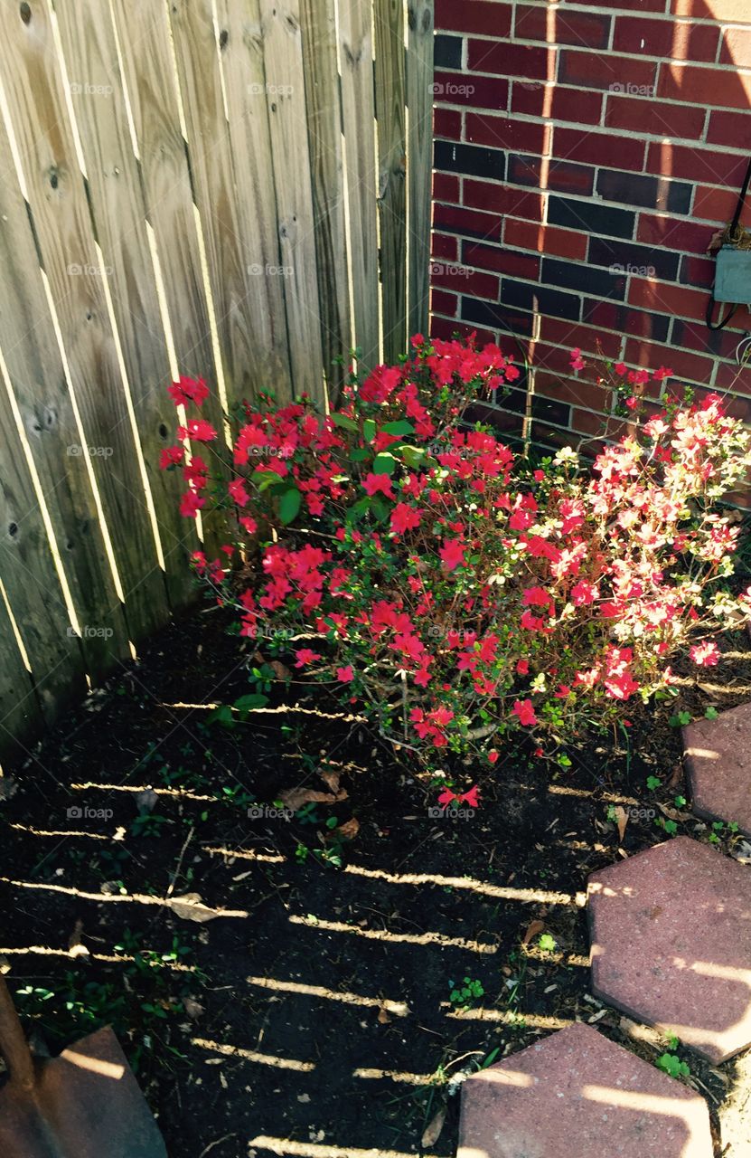 A red azalea bush next to a fence with the sunlight shining through the slats causing a striped effect.