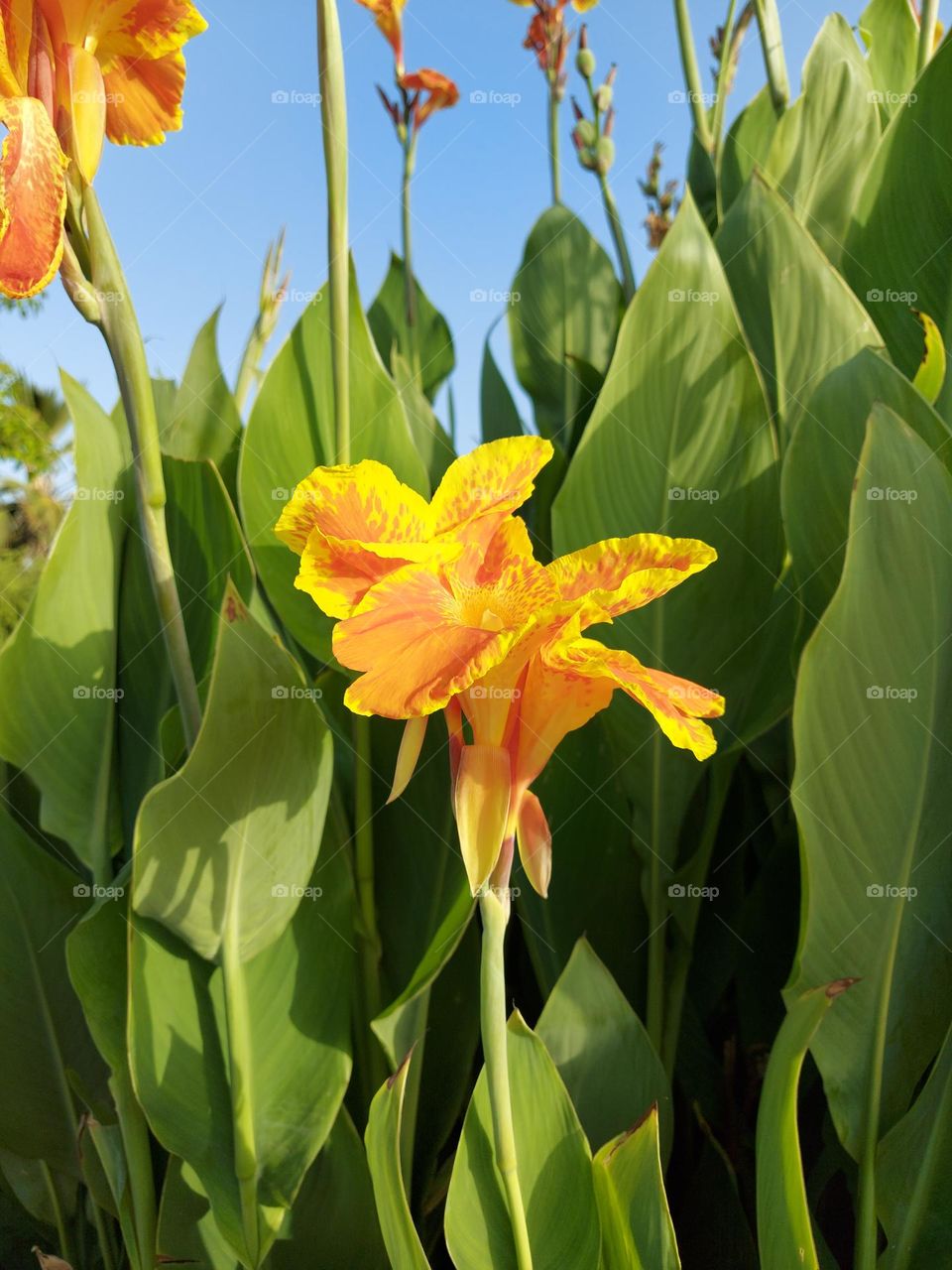 Canna indica