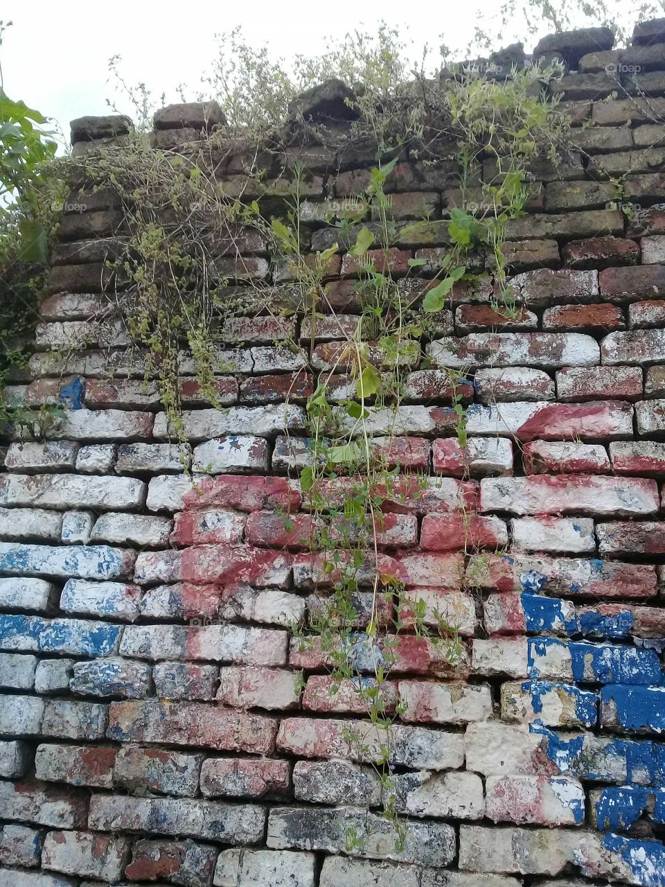 hierba crecida sobre un muro de ladrillos