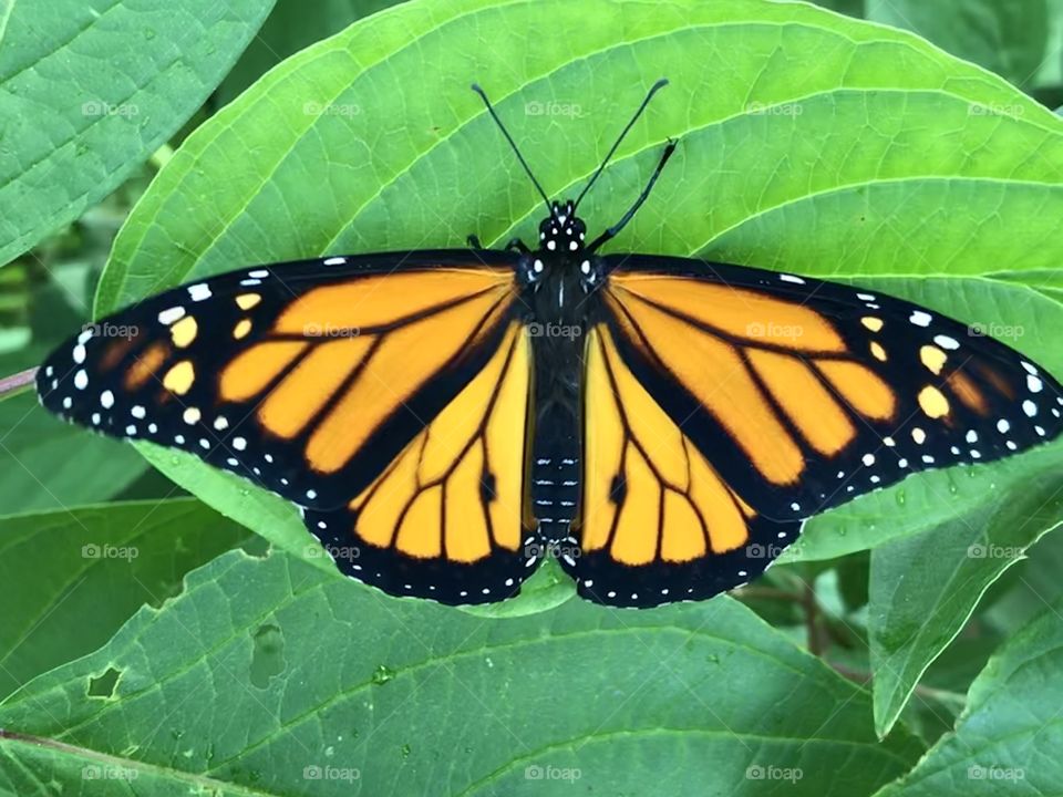 Bright Green Leaves Visited by a Monarch
