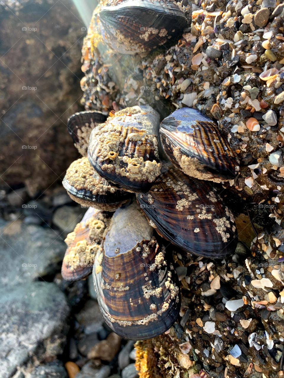 Mussels at the Beach 