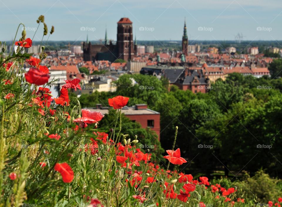 No Person, Outdoors, Architecture, Flower, Summer