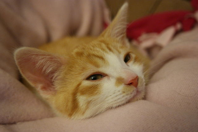 Lovely kitten
