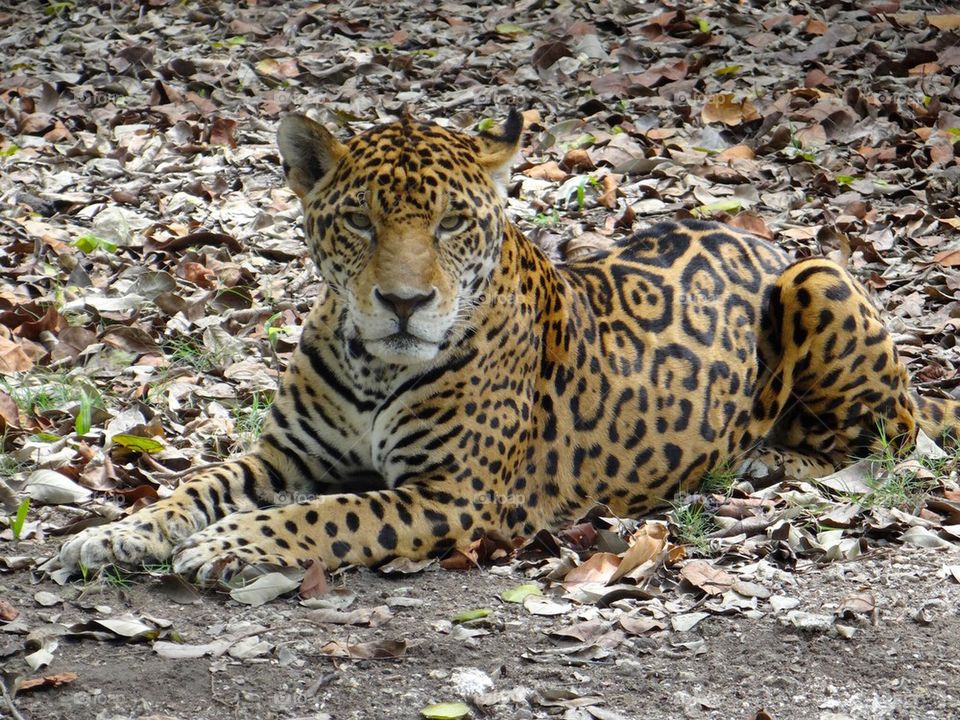 Jaguar lying on dry leaf
