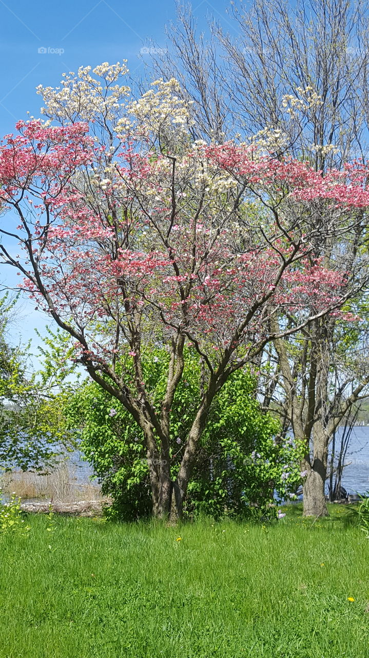 pink and white flowers on one tree.