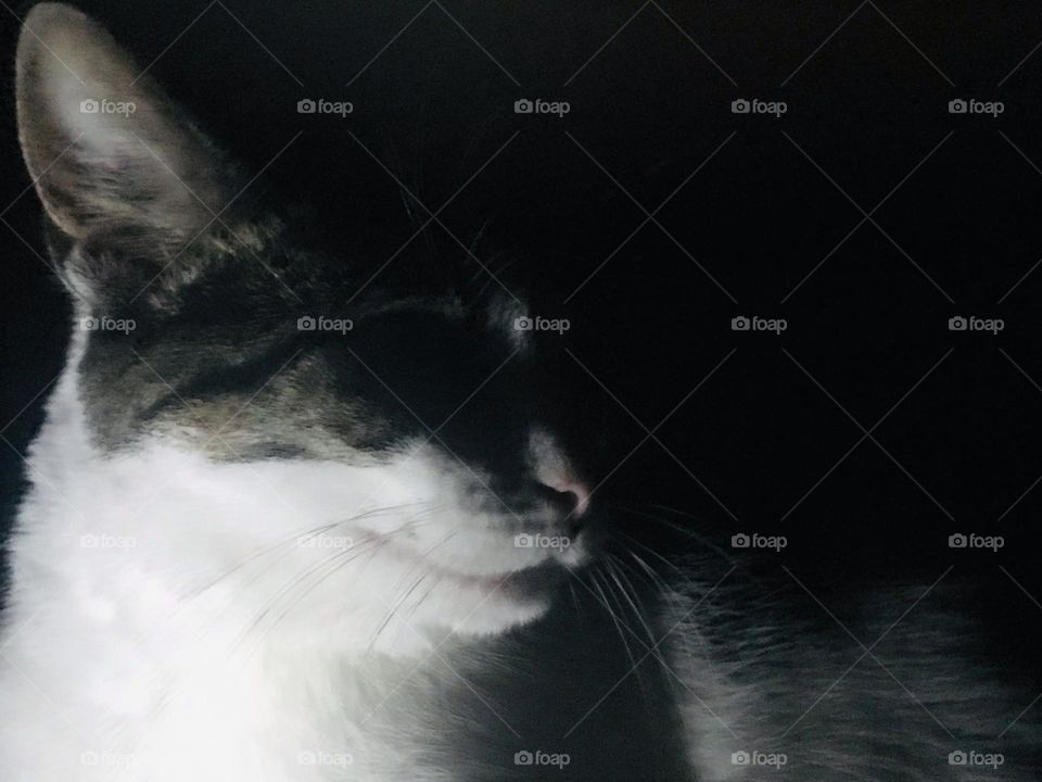 Cat at Night 3 - black and white 