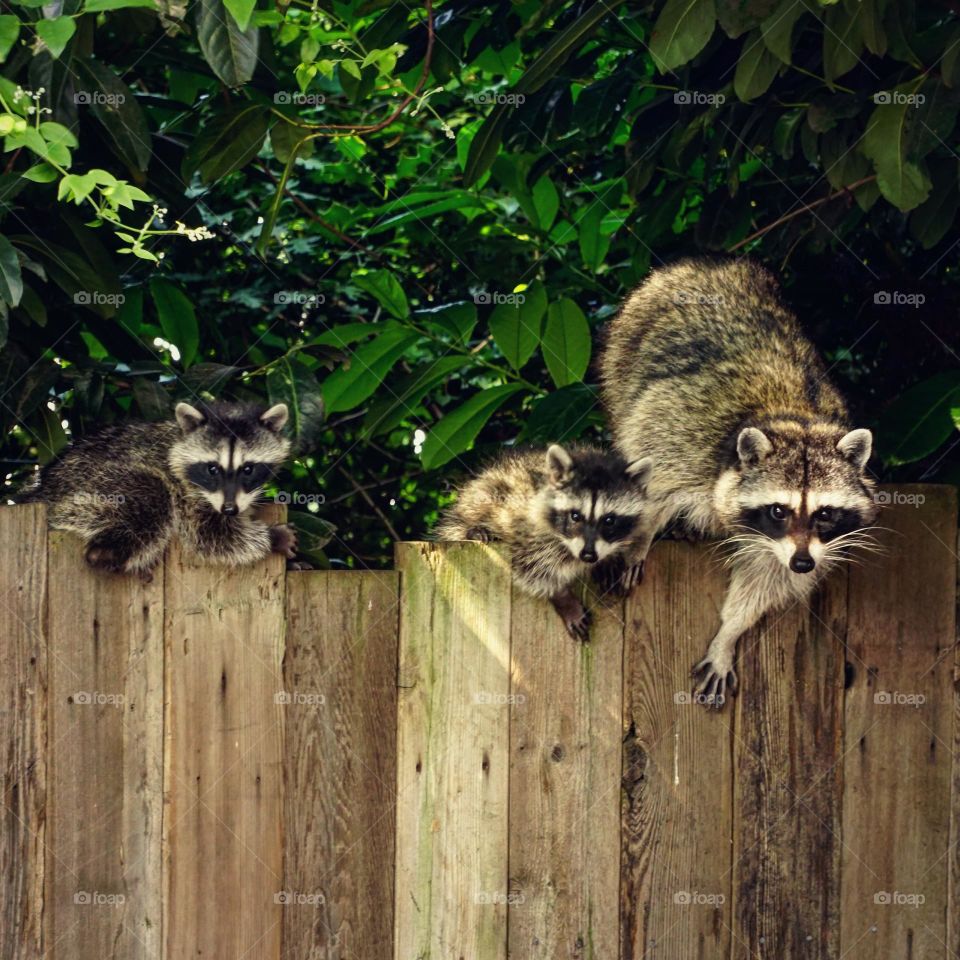 Family of raccoons